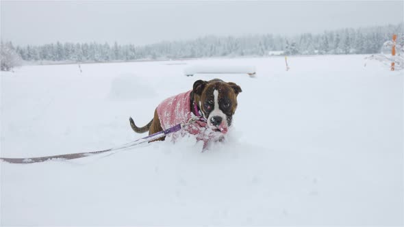 Dog Playing in the Snow