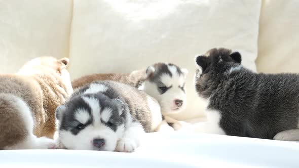 Cute Siberian Husky Puppies Lying On White Bed Under Sunlight