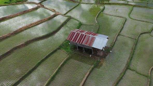 Aerial drone view of agriculture in rice on a beautiful field filled with water