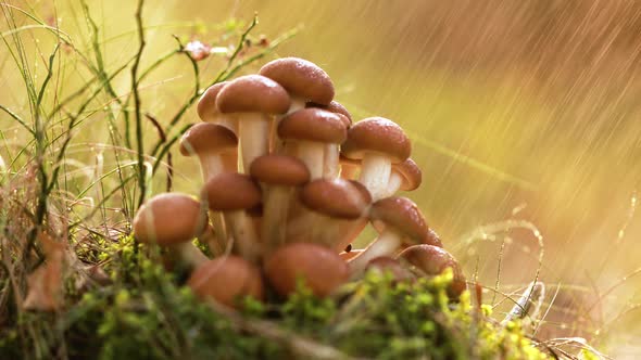 Armillaria Mushrooms of Honey Agaric In a Sunny Forest in the Rain