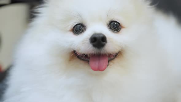 cute lovely white color pomeranian little lap dog animal best friend of human