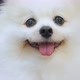 cute lovely white color pomeranian little lap dog animal best friend of human - VideoHive Item for Sale