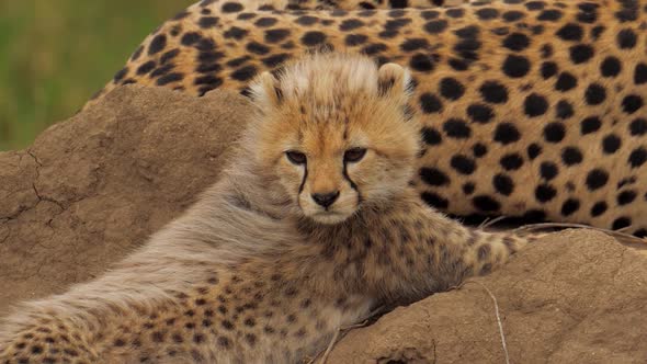 Cute Portrait of Baby Cheetah Near Mother Learning Nature Around Him