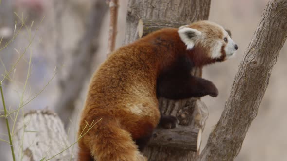 red panda climbing tree slow motion