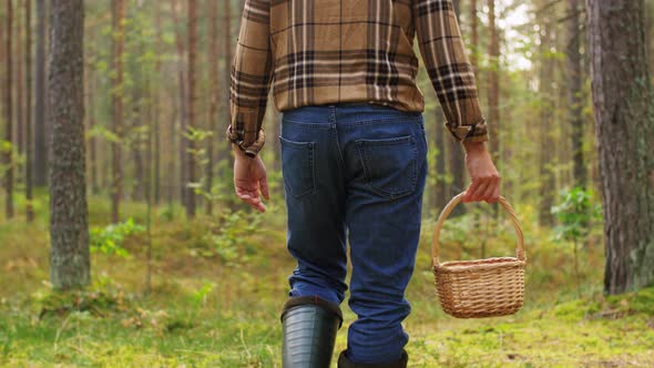 Man with Basket Picking Mushrooms in Forest