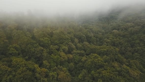 Rainforest in Cloud, Bali,Indonesia