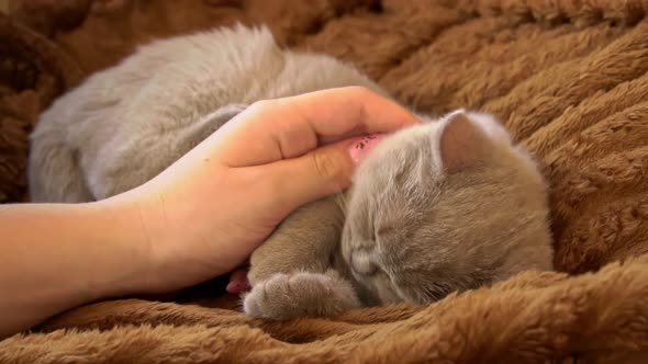 Gray Thoroughbred Soapy Kitten Lies on the Bed and Falls Asleep