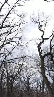 Vertical Video of the Forest with Trees Without Leaves Slow Motion