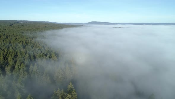 Aerial view of forest through fog, autumn, Black Forest, Germany