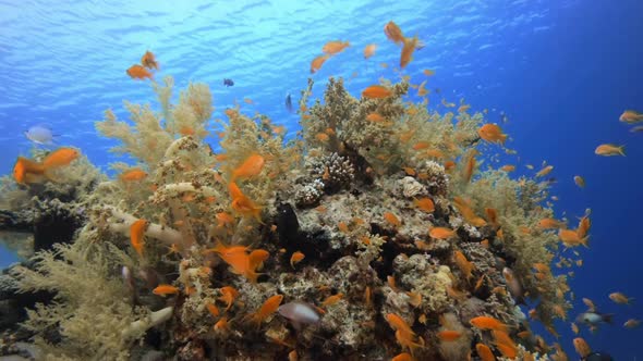 Broccoli Soft Coral and Colorful Fishes