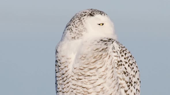 Snowy Owl  turns head right to left