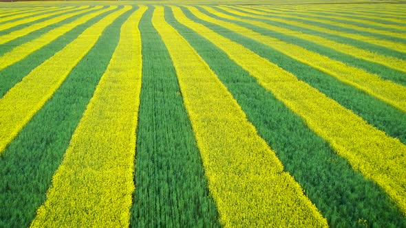 Rural Field Planted With Lines Of Yellow Rape And Green Wheat Aerial Forward