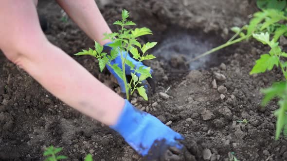 Woman Gardening Tomato Sprouts Into the Soil on Her Backyard Garden. Natural Organic Food