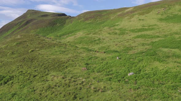 Horses Grazing on Hilly Terrain Surrounded by a Beautiful Landscape