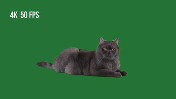 Home Cat On Green Background