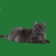 Home Cat On Green Background - VideoHive Item for Sale