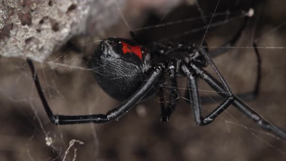 Black Widow spider moving on web under rock