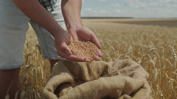 Farmer's hands pour wheat grains in bag with ears. Harvesting cereals