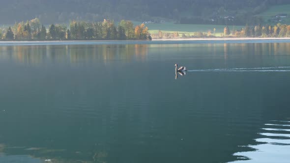 Swan on morning Wolfgangsee lake view, Upper Austria.