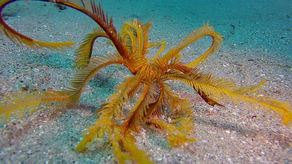 Feather Star Walking