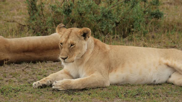 Masai lioness resting