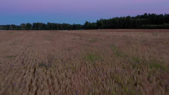 Wheat Field After Sunset