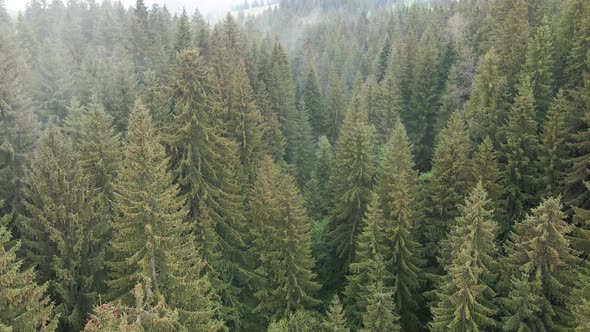 Ukraine, Carpathians: Forest Landscape. Aerial View