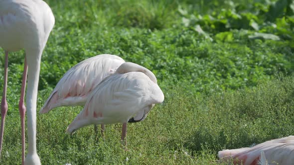 Flock of Greater Flamingo. Phoenicopterus Roseus Are Arguing. Big Pink Graceful Bird.