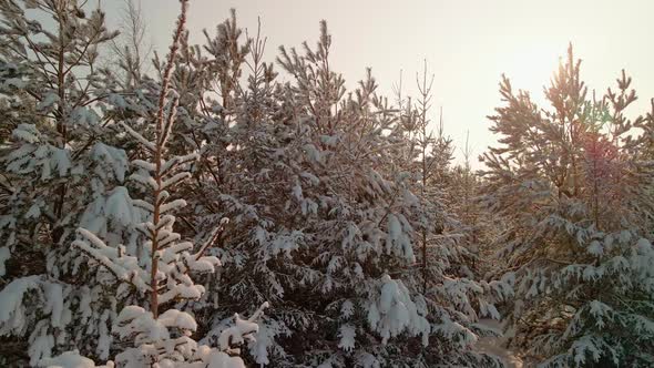 View of Christmas Trees with Snowcovered Branches in Winter