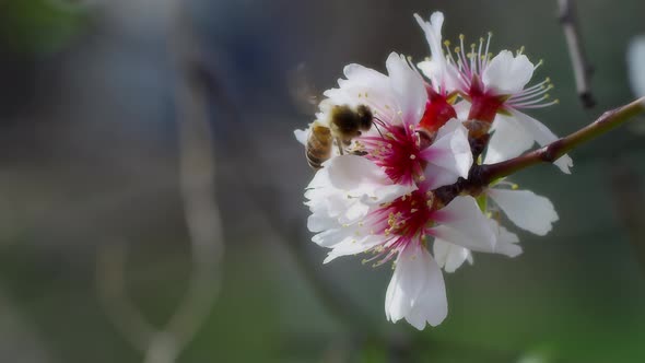 Bee On Flower 67