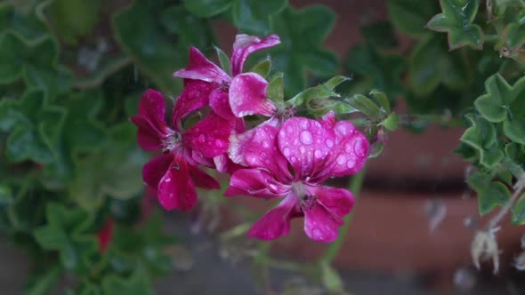 Flowers in the Rain