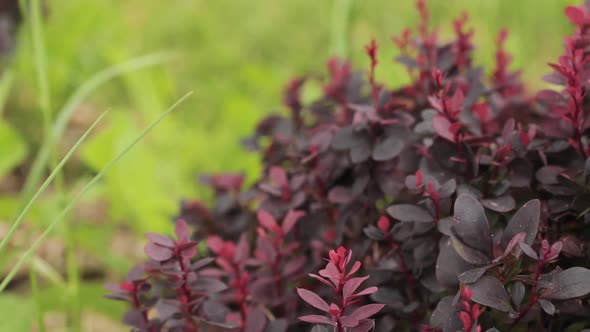 Leaves On Bush Of Berberis Thunbergii The Japanese Barberry Th