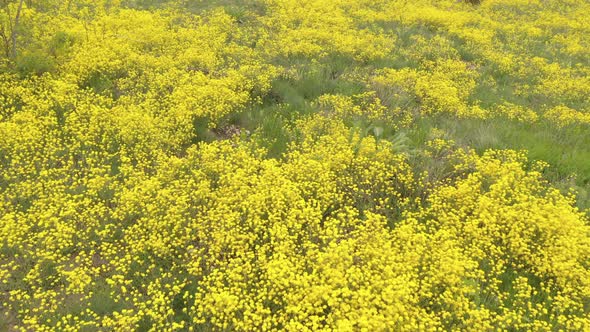 Basket-of-Gold Aurinia saxatilis syn. Alyssum saxatile flower over the hill 4K aerial video