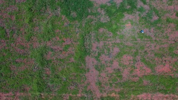 Straight down aerial view of the natural Brazilian savannah then over a red dirt road to land defore