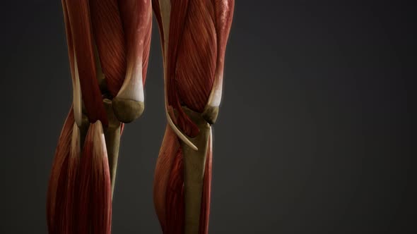 Muscular System of Human Body Animation alt