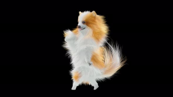 Dog Dancing 4K