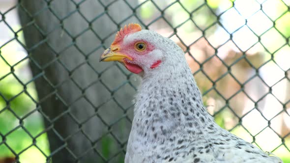 Gray Chicken Closeup