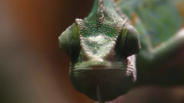 Chameleon wiggles his eyes in slow motion close-up. Reptile pattern.