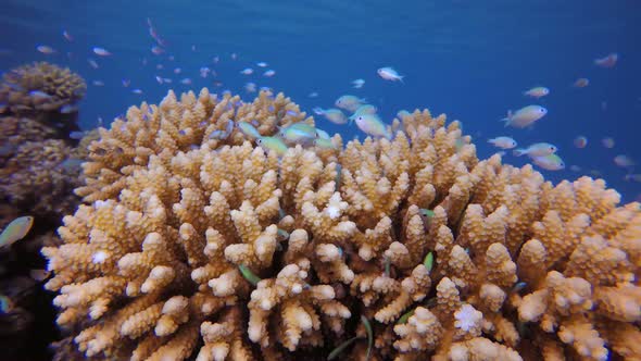 Underwater Blue Green Fish and Hard Coral