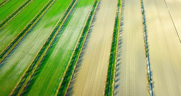 Juicy Green Fields of Perfect Shapes with Early Sprouts