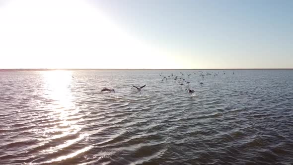 Flying flamingos in the shallow water of the ocean near the shore, Walvis Bay