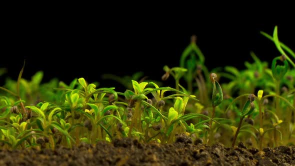 Growing Poppy Plant