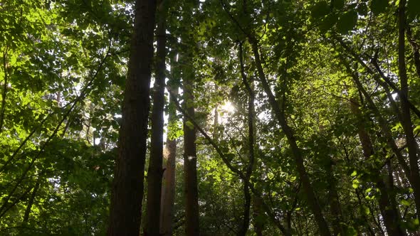 Beautiful Green Wild Forest at Sunny Day, Panoramic Shoot