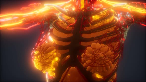 3d Rendered Medically Accurate Animation of Heart and Blood Vessels alt