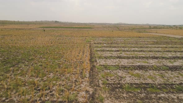 Agricultural Landscape in Indonesia