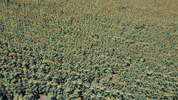 Rising Over a Sunflower Field