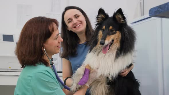 Vet Doctor Examining Collie Dog with Stethoscope