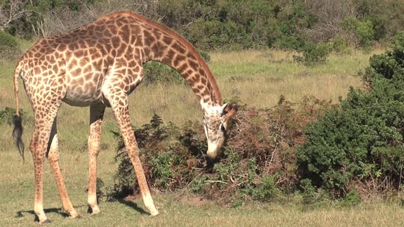 Giraffe grazing from a bush on the savanna