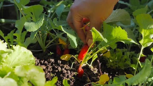 A Woman Hand Pulls Out a Red Radish From the Garden