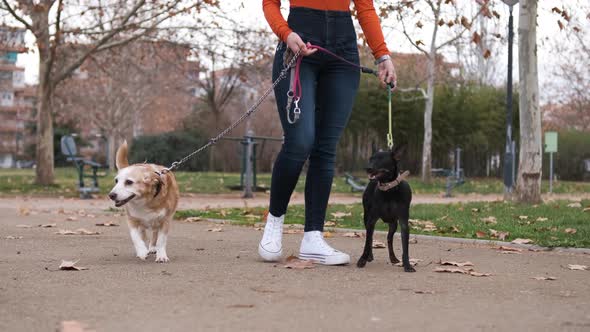 Woman taking her dogs for a walk outdoors in the park. Dogs, pets and active lifestyle concept.